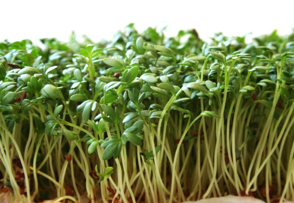 Freshly sprouted garden cress