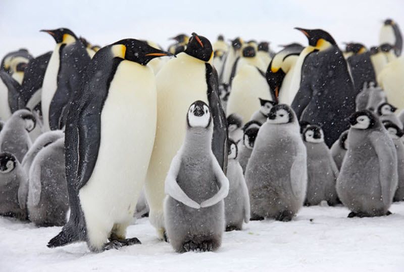 Императорские пингвины и их птенцы. (PAL HERMANSEN / STEVEBLOOM.COM / BARCROFT MEDIA)